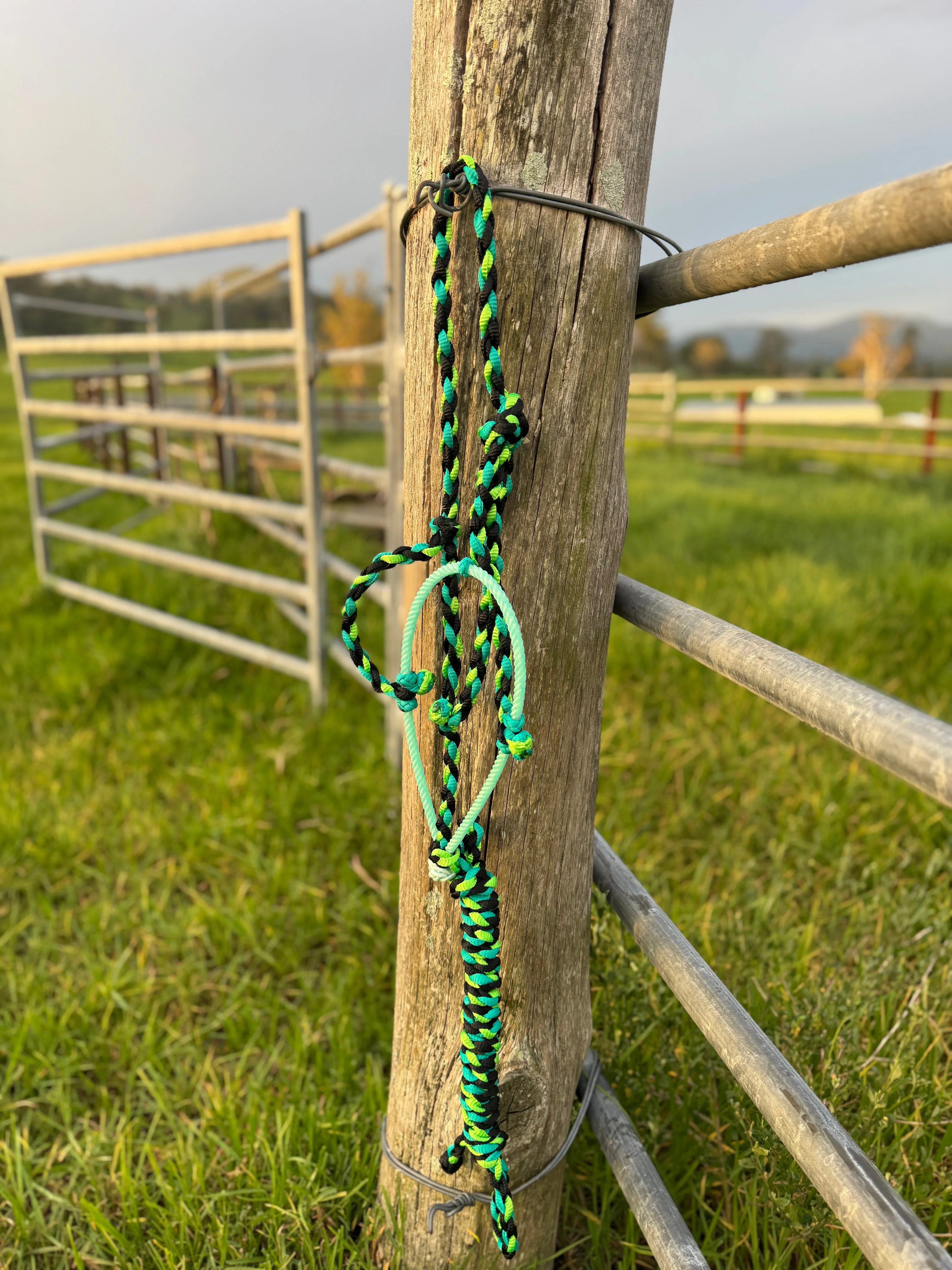 Cowboy Halter with Lariat Noseband - Lime Green, Aqua & Black