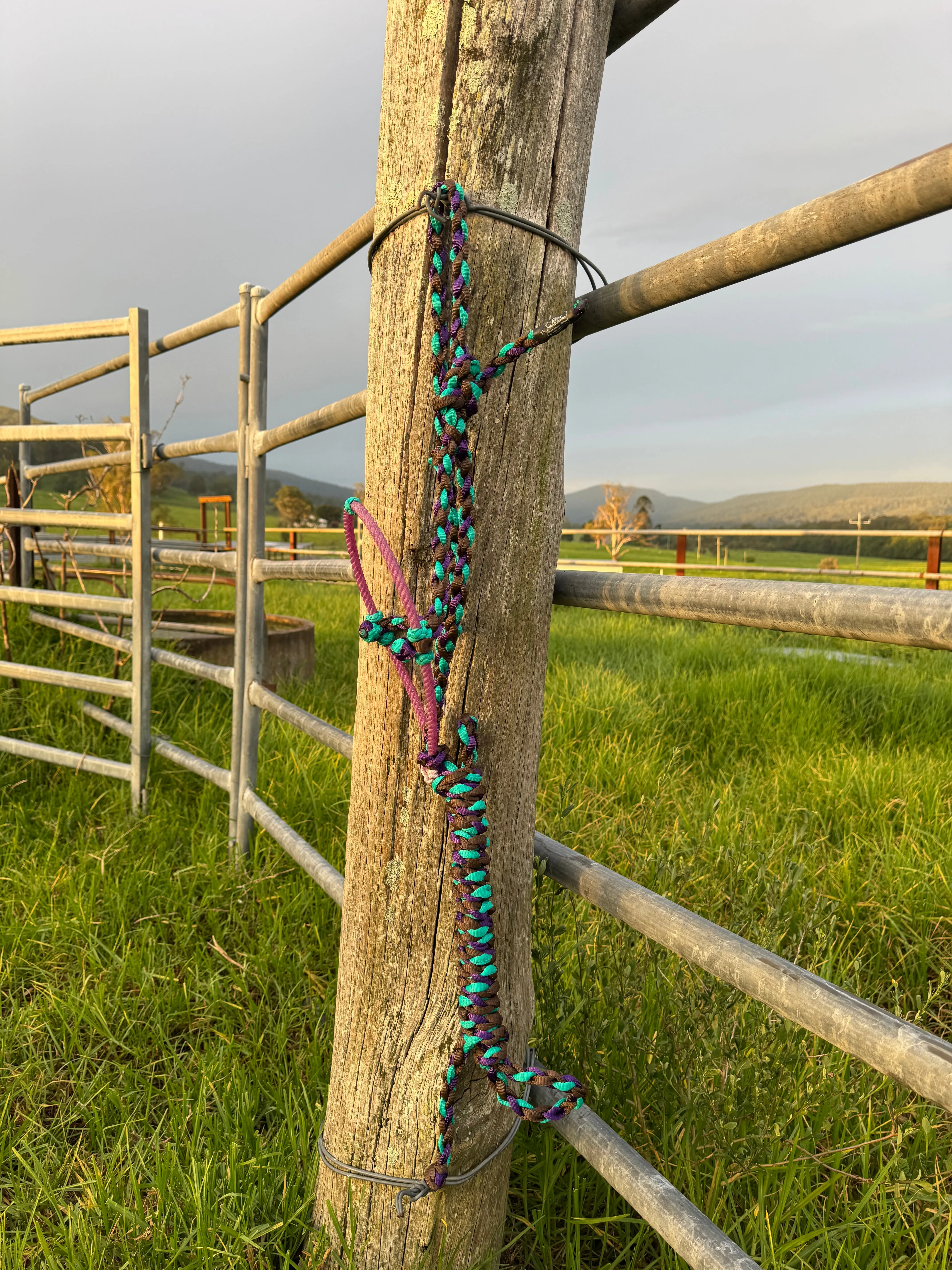 Cowboy Halter with Lariat Noseband - Purple, Aqua & Brown